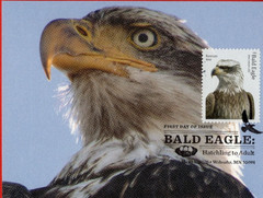 Birds, 5 Different Bald Eagle Maximum Cards (Postcard First Day Covers)