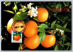 #3492 Orange Maxi Card