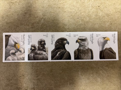 2026 US Postage #6082-86 Bald Eagles Strip of 5 Forever MNH Stamps Free Shiping