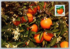 #3492 Orange Maxi Card