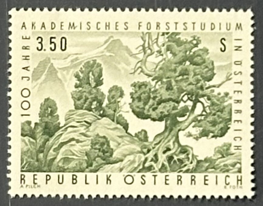 Austria 1967, Stone pines (Pinus cembra) VF MNH, Mi 1251