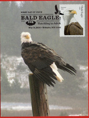 Birds, 5 Different Bald Eagle Maximum Cards (Postcard First Day Covers)