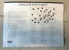 Scott #3611 LongLeaf Pine Forest (Nature Series) Sheet of 10 Stamps – Sealed