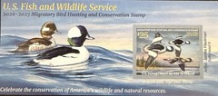 #RW93A 2026 -2027 Federal Duck Stamp – Three Buffleheads – MNH (After July 9)