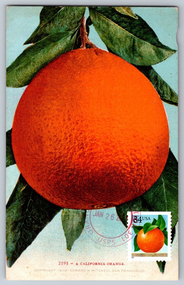 #3492 Orange Maxi Card
