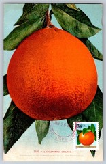 #3492 Orange Maxi Card