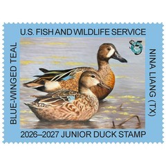 #JDS34 2026 – 2027 Junior Duck Stamp – Blue Winged Teal – MNH (After July 9)