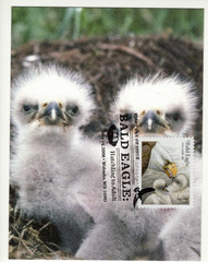 Birds, 5 Different Bald Eagle Maximum Cards (Postcard First Day Covers)