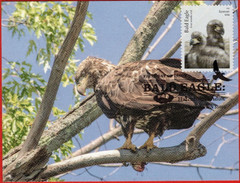 Birds, 5 Different Bald Eagle Maximum Cards (Postcard First Day Covers)