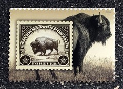 2026USA Forever American Bison Boston World Stamp Show – Single Stamp mint